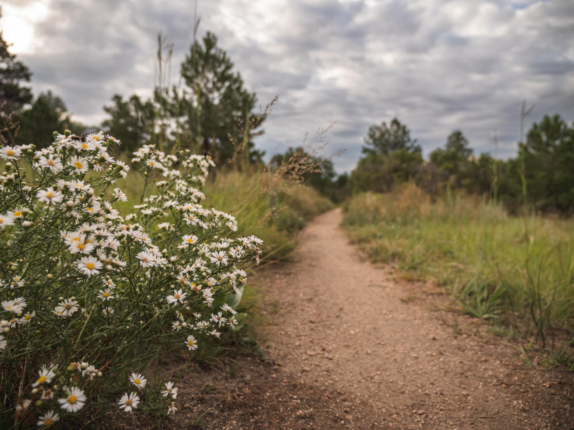 White Asters grown along the edge of a narrow trail with evergreen in the background